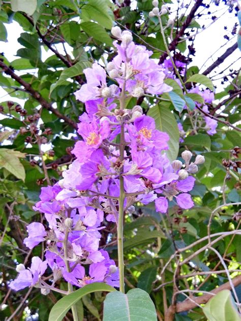 大花紫薇生長速度|Lagerstroemia speciosa (L.) Pers.